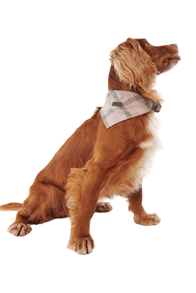 Tartan Dog Bandana - Barbour - Archery Close