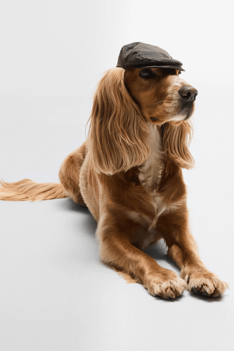 Hats - Barbour - Dog Wax Flat Cap - Archery Close
