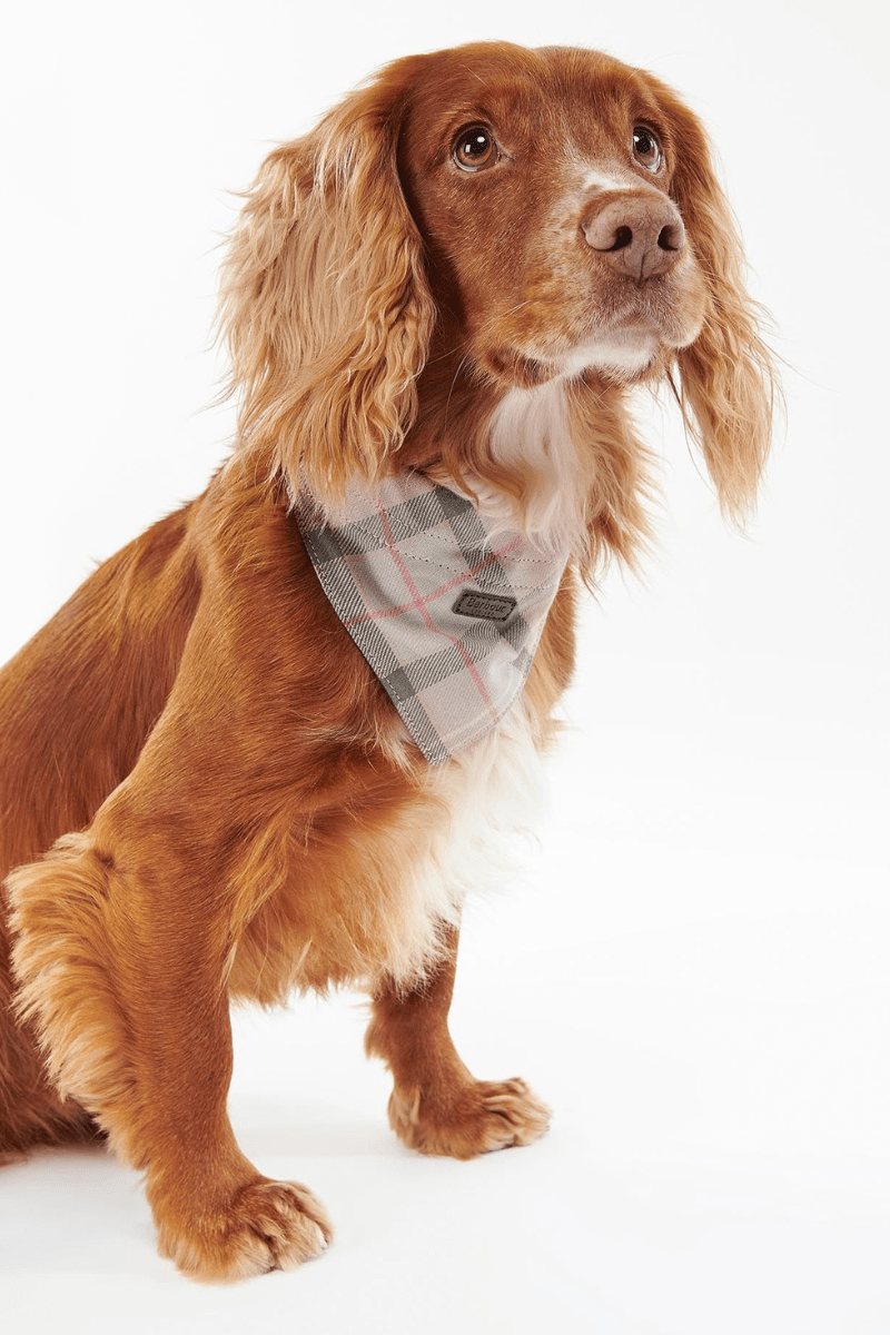 Tartan Dog Bandana - Barbour - Archery Close