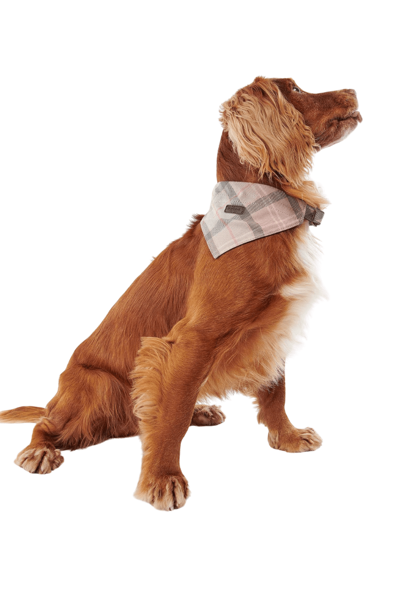 Tartan Dog Bandana - Barbour - Archery Close