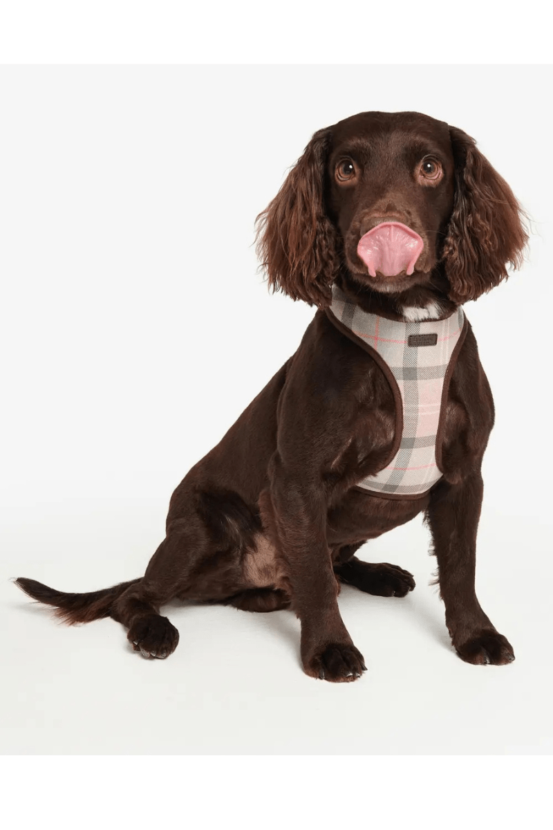 Tartan Dog Harness - Barbour - Archery Close